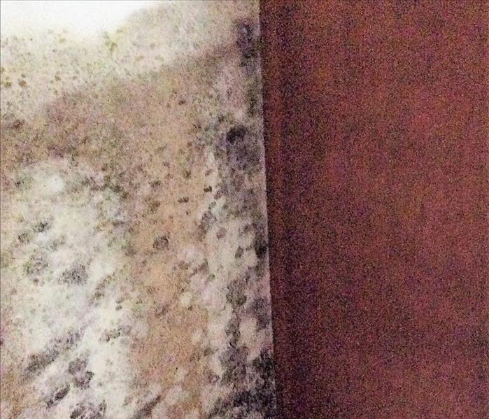 Mold on wall